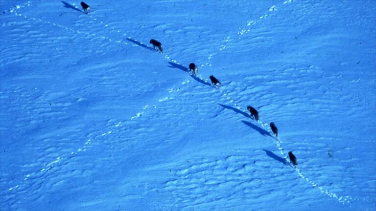 Una manada de lobos camina en fila sobre la nieve en Isle Royale, vista desde el aire