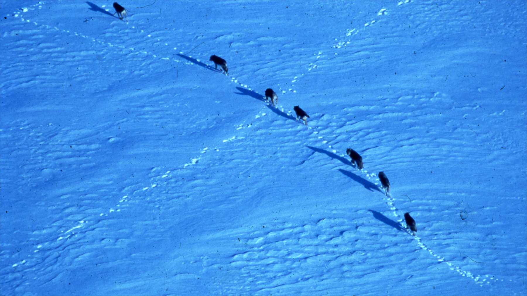 Una manada de lobos camina en fila sobre la nieve en Isle Royale, vista desde el aire