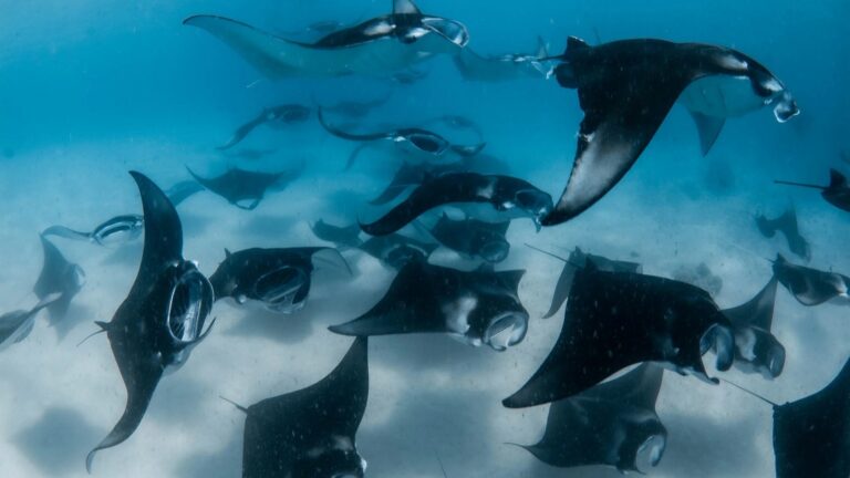 mantas arrecife banquete hanifaru