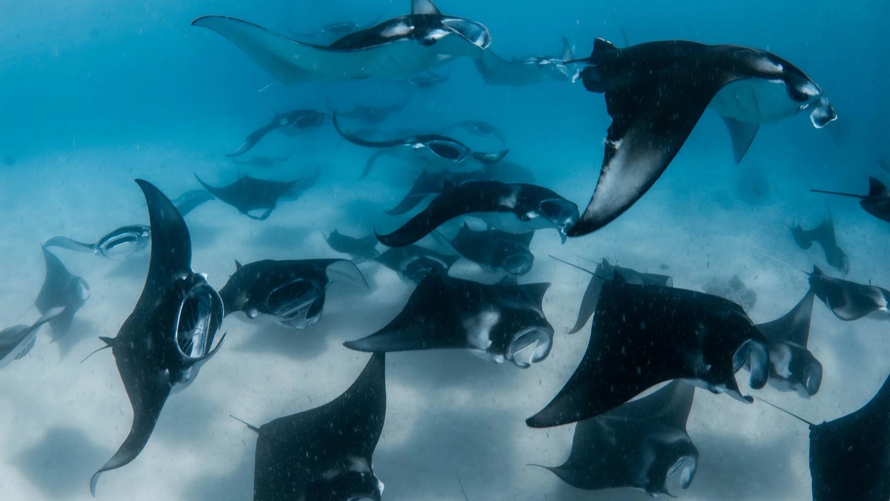 Decenas de mantarrayas de las Maldivas comen con la boca abierta sobre el fondo de arena de la bahía de Hanifaru