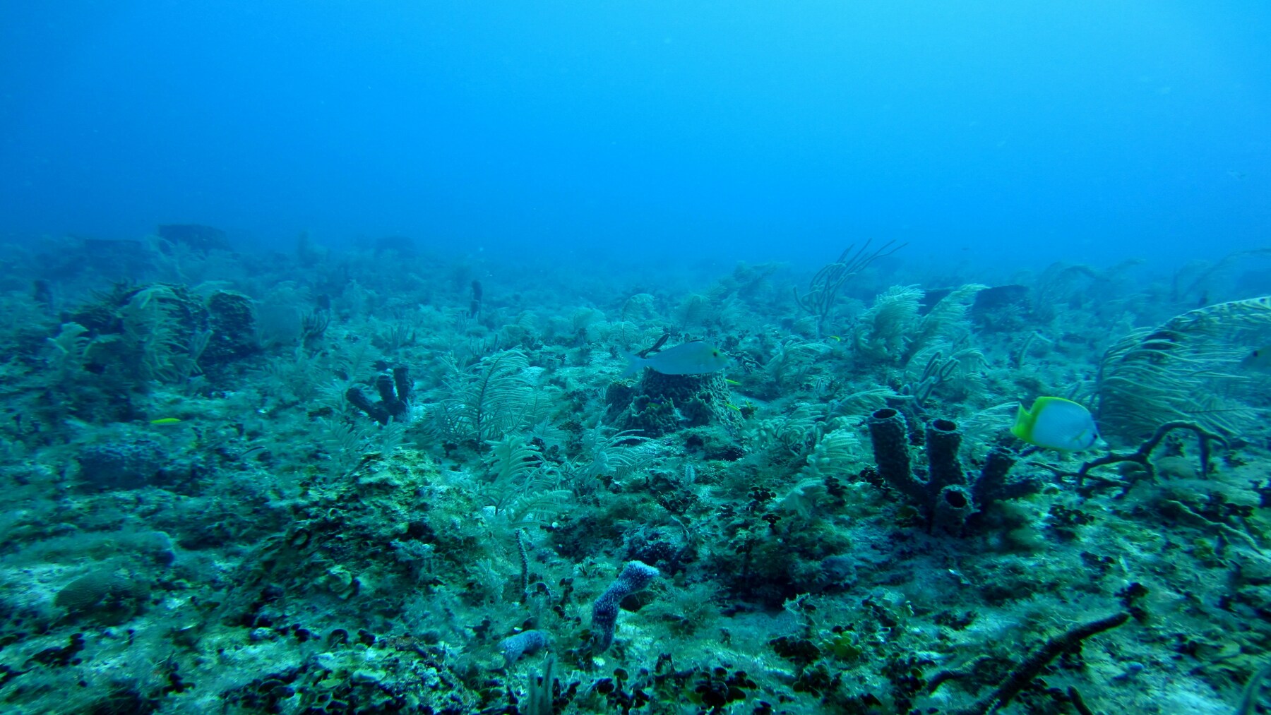 Manu San Félix durante una inmersión de observación de los ecosistemas marinos.
