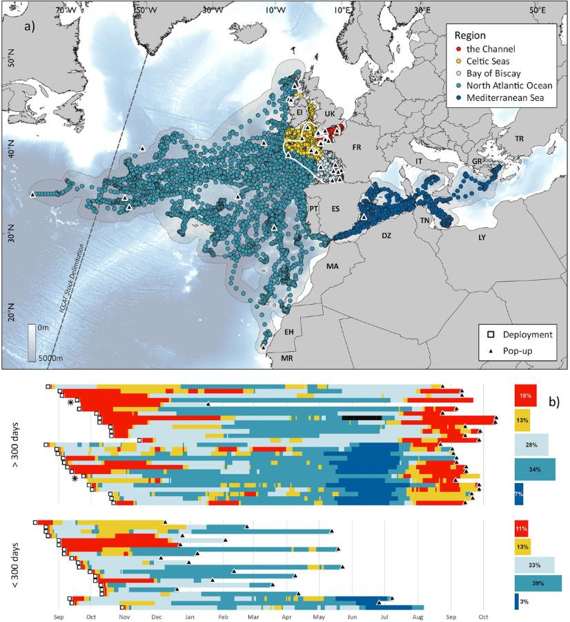 Mapa de los desplazamientos de los 45 atunes rojos marcados en Reino Unido y las islas del Canal