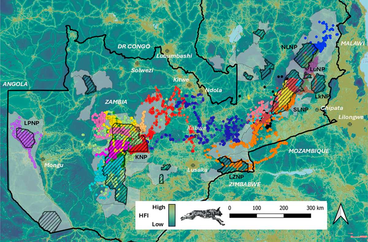 Mapa de los desplazamientos de perros salvajes africanos en dispersión por Zambia, entre Kafue y el valle de Luangwa