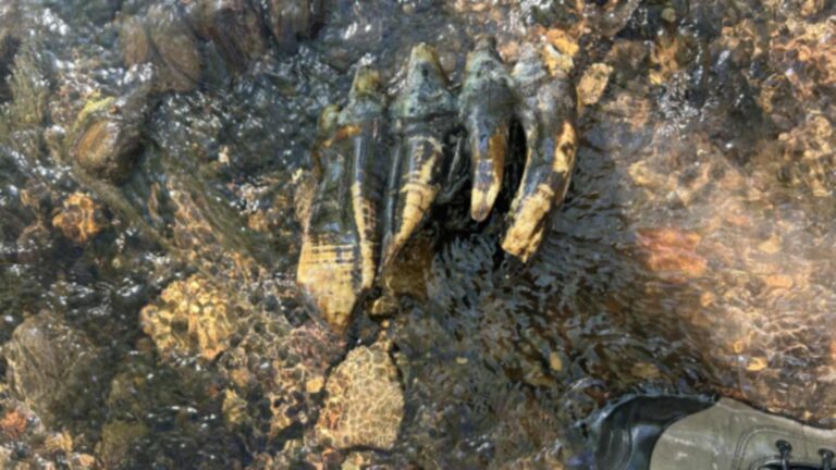Diente de mastodonte del Pacífico fosilizado bajo el agua de un arroyo en una reserva de Midpen, en el condado de San Mateo (California)