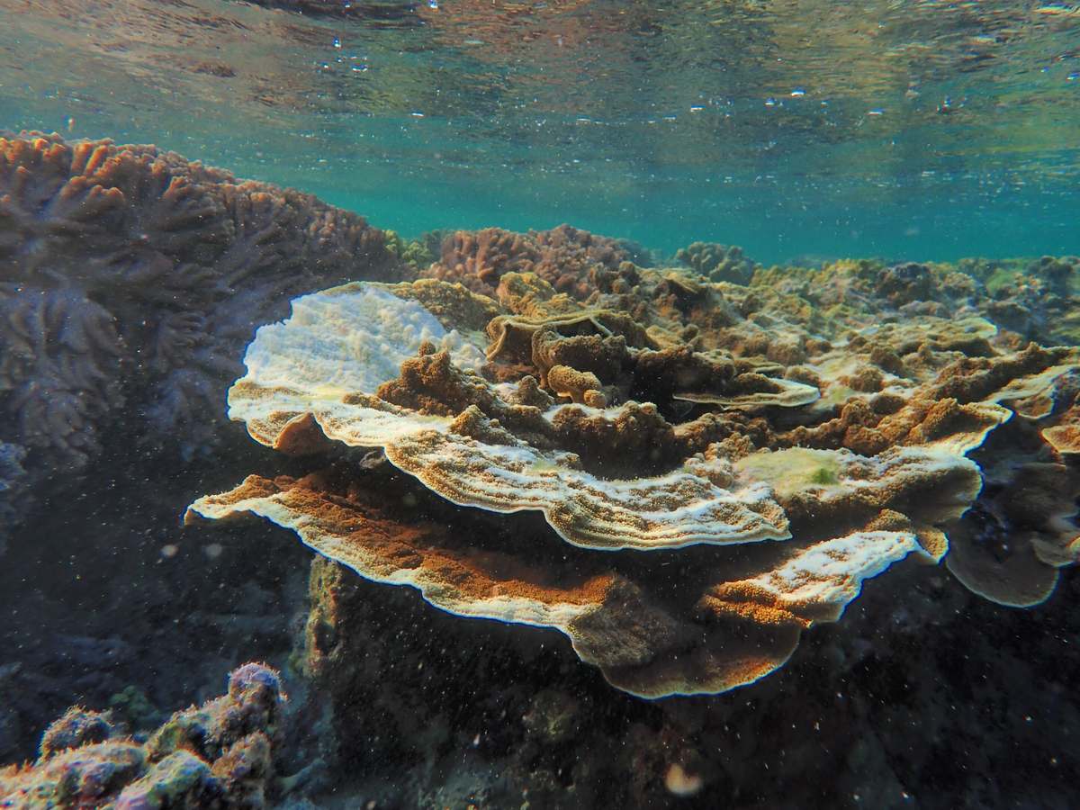 Colonia de coral Montipora con una cicatriz de alimentación de la estrella corona de espinas