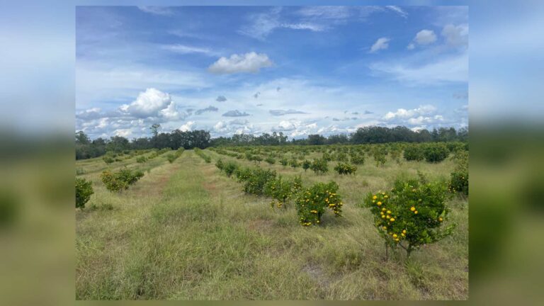Hileras de cítricos con fruta en Meetinghouse Groves, la finca de Florida protegida con una servidumbre de conservación