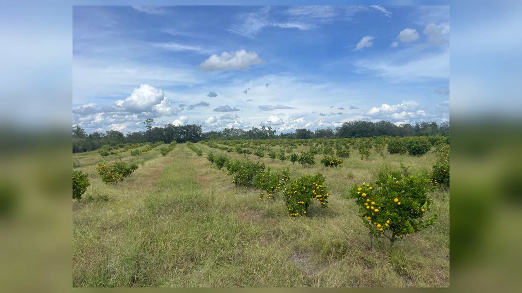 Hileras de cítricos con fruta en Meetinghouse Groves, la finca de Florida protegida con una servidumbre de conservación