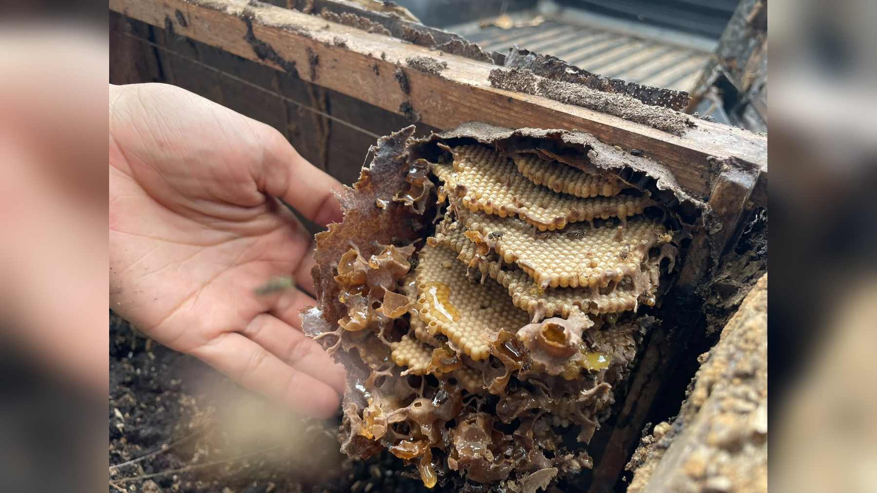 Nido abierto de abejas sin aguijón con sus panales de cría y potes de miel, mostrado en la formación del MIDA en Chilibre (Panamá)