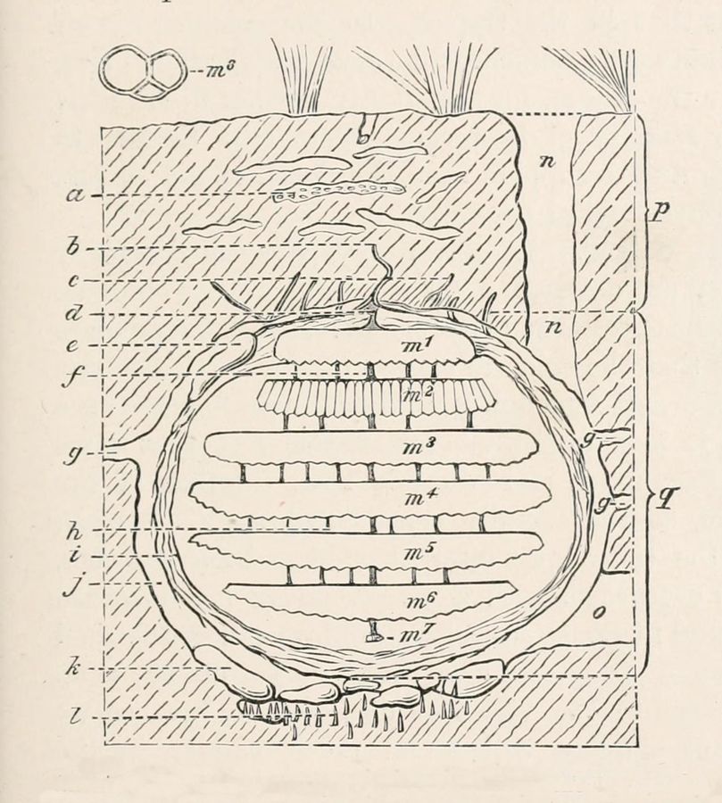 Dibujo antiguo en corte de un nido de avispa bajo tierra con varios panales