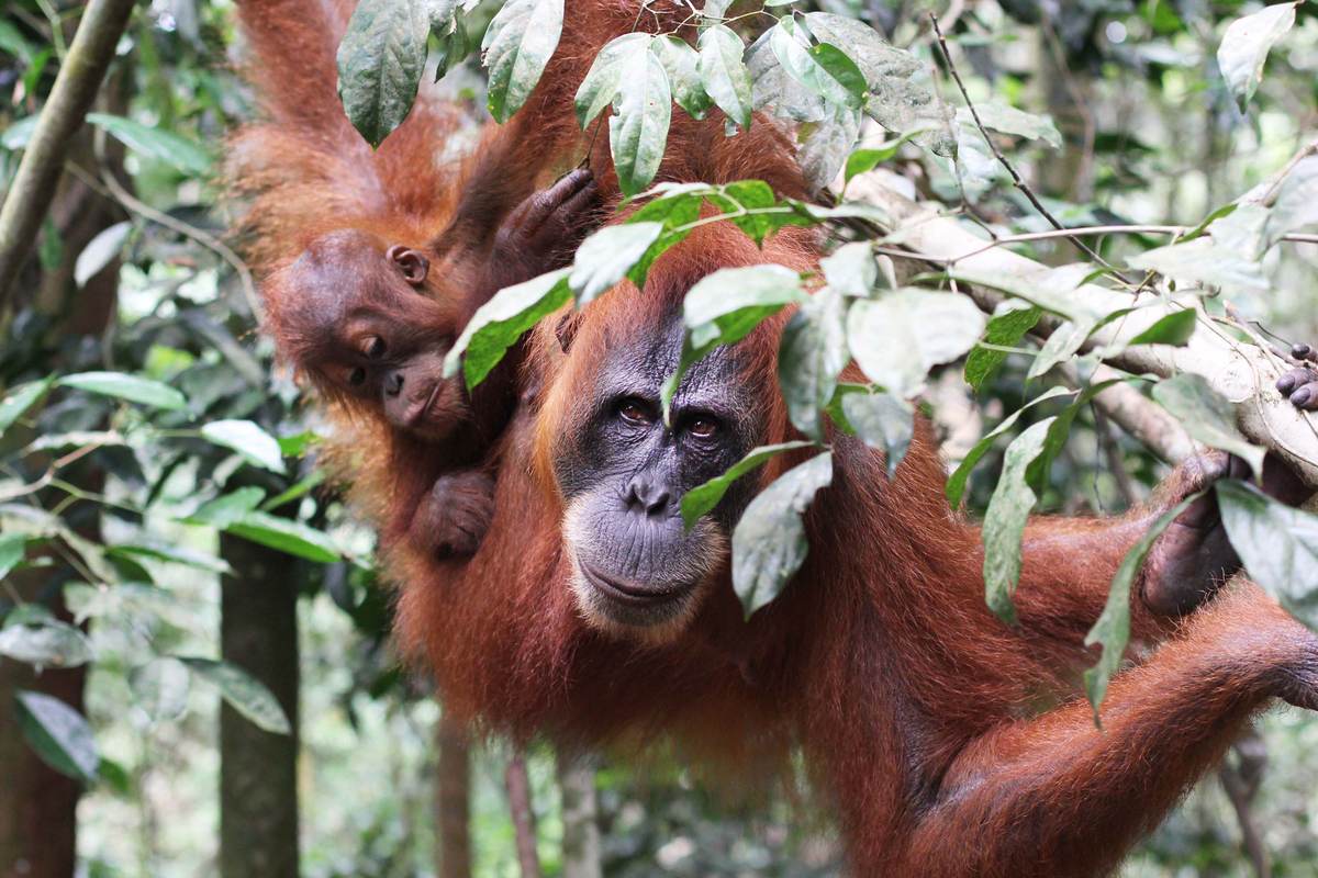Orangutana de Sumatra con su cría en el Parque Nacional Gunung Leuser, dentro del ecosistema de Leuser
