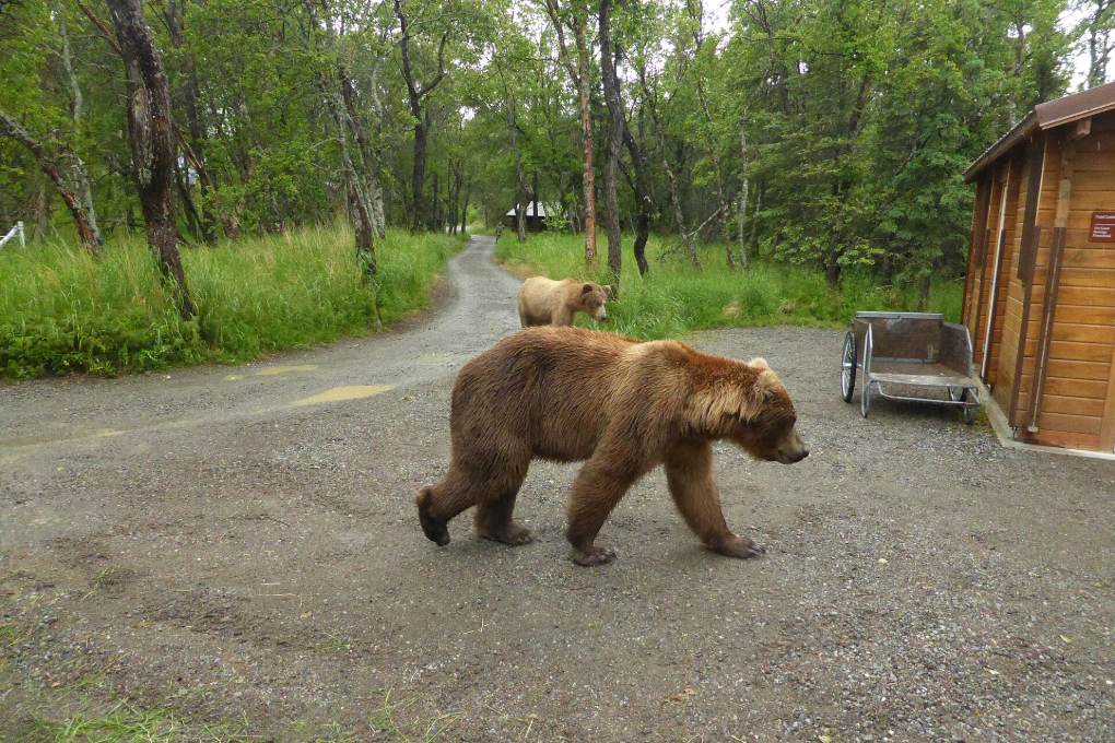 El oso 89, Backpack, caminando junto al centro de visitantes de Brooks Camp, en Katmai