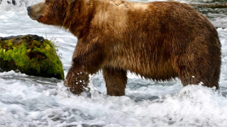 El oso 89, Backpack, ganador de la Semana del Oso Gordo de 2026, en el río Brooks de Katmai
