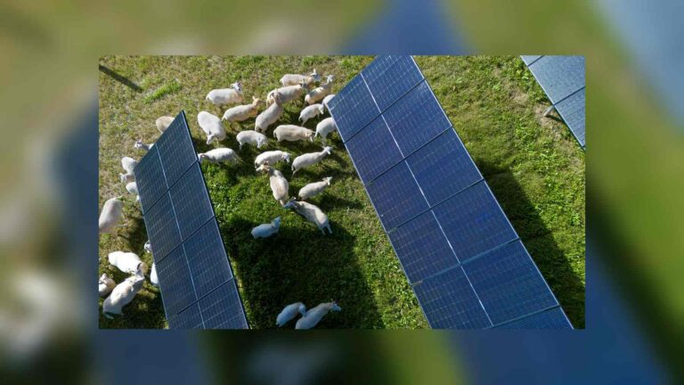 Ovejas entre filas de paneles en una planta solar de Lansing (Nueva York), ejemplo de pastoreo solar estudiado por Cornell
