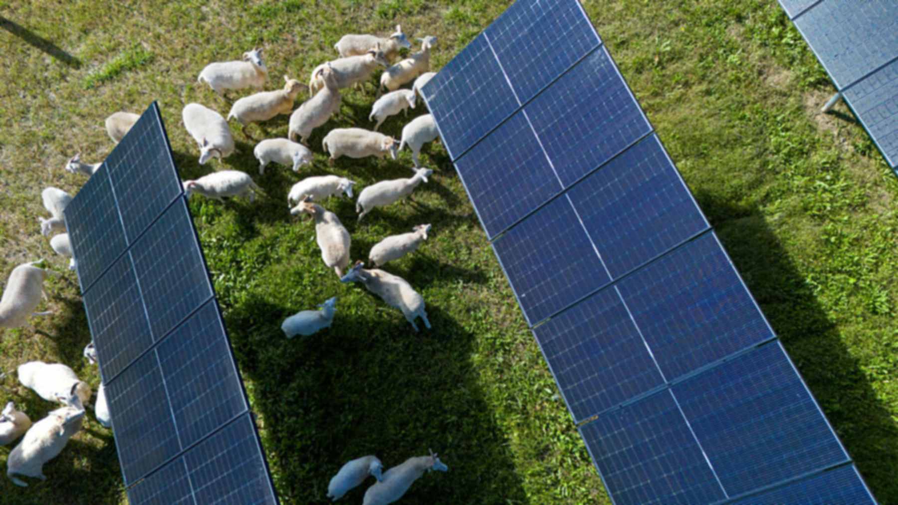 Ovejas entre filas de paneles en una planta solar de Lansing (Nueva York), ejemplo de pastoreo solar estudiado por Cornell