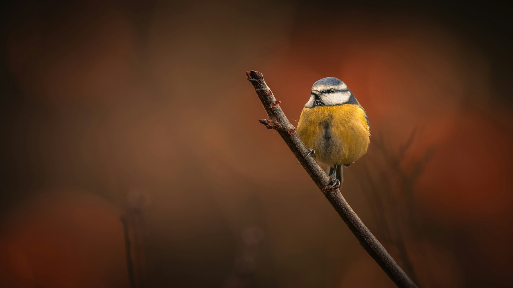 Pajareros 2026, ciclo de cine documental sobre aves y naturaleza en La Casa Encendida