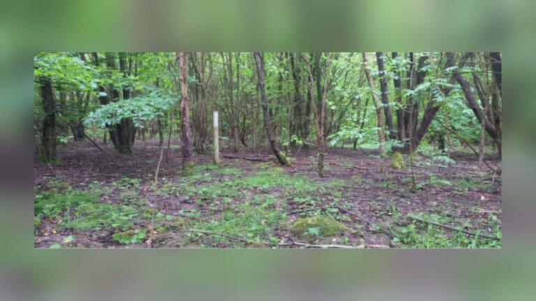 Arbolado de Hucking Estate, en Kent, donde se comparó un bosque plantado con un bosque antiguo