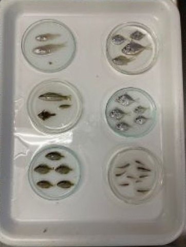 Peces pequeños separados en placas sobre una bandeja de laboratorio