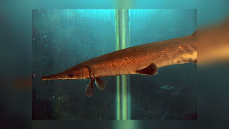 Ejemplar de pejelagarto Atractosteus tropicus en un acuario, especie cuya reproducción del pejelagarto han logrado en Guatemala