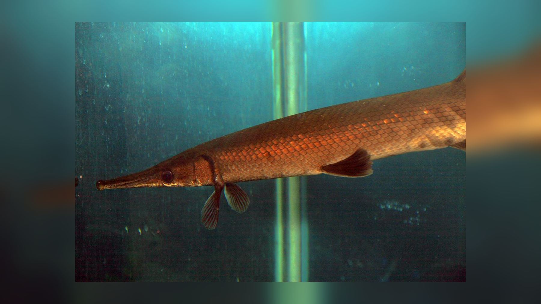 Ejemplar de pejelagarto Atractosteus tropicus en un acuario, especie cuya reproducción del pejelagarto han logrado en Guatemala
