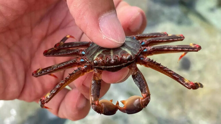 Cangrejo araña invasor Percnon gibbesi sobre un fondo rocoso del Mediterráneo.