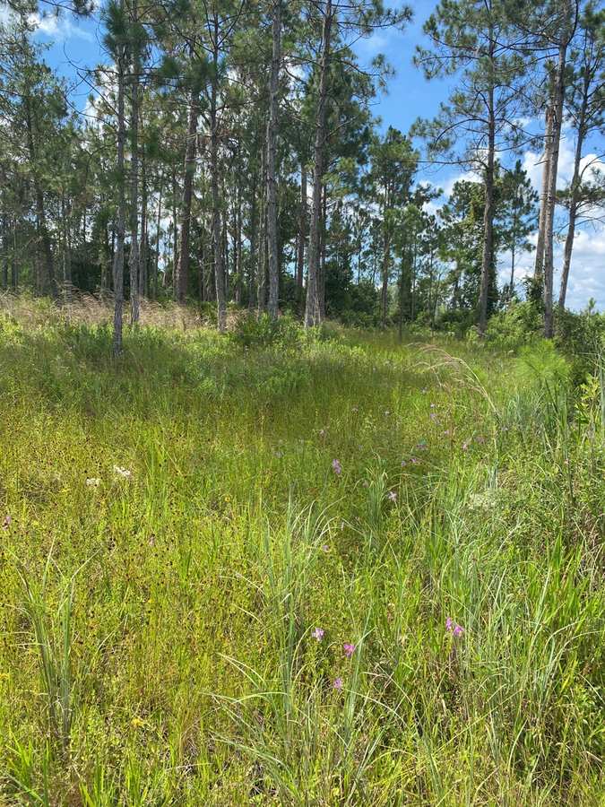 Pinar con hierba alta y flores silvestres en la finca Meetinghouse Groves, en Florida