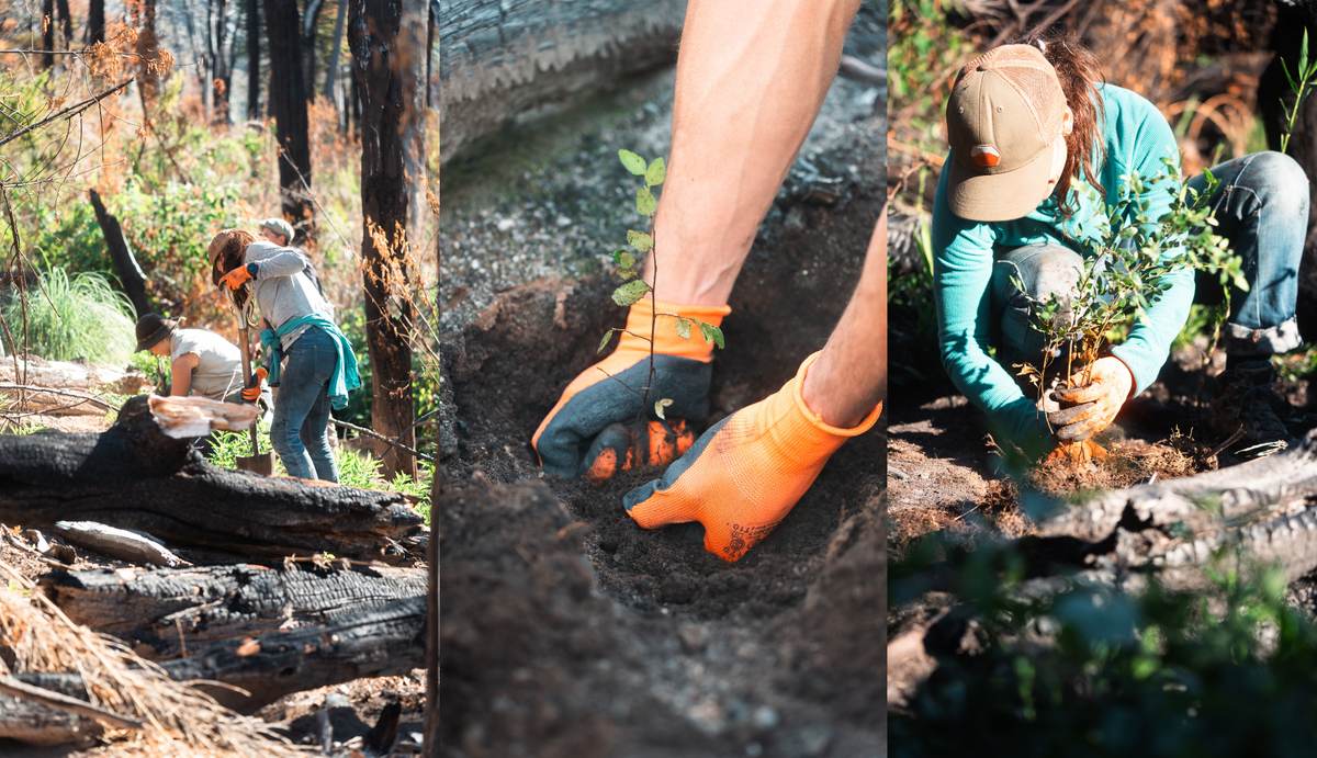 Personas plantan coihues entre troncos quemados en el Parque Provincial El Turbio