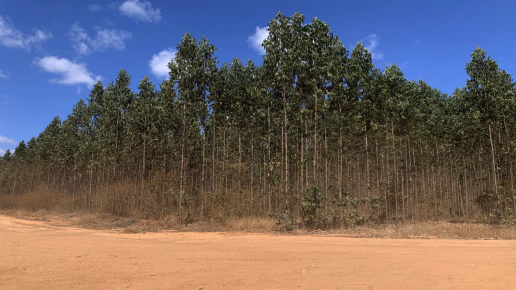 Plantación de eucalipto junto a un camino de tierra roja en el Alto Jequitinhonha, Brasil