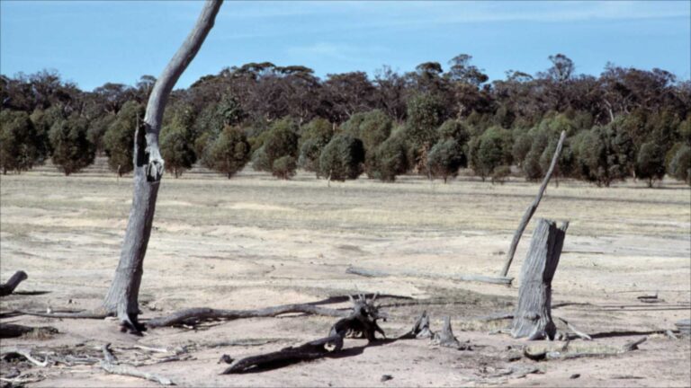 Plantación experimental de eucaliptos ladera arriba de un terreno salino cerca de Bannister, Australia Occidental