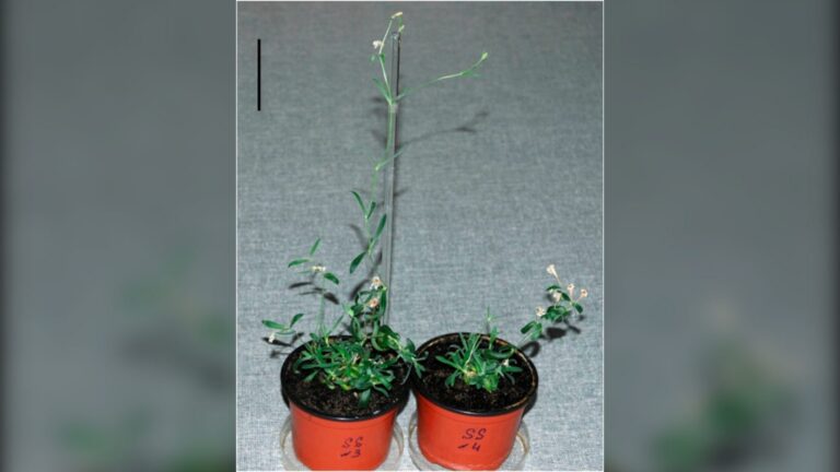 Plantas regeneradas a partir de frutos hallados en una madriguera de Siberia y conservados en el permafrost