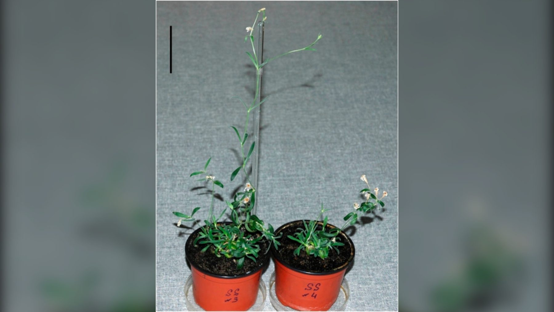 Plantas regeneradas a partir de frutos hallados en una madriguera de Siberia y conservados en el permafrost
