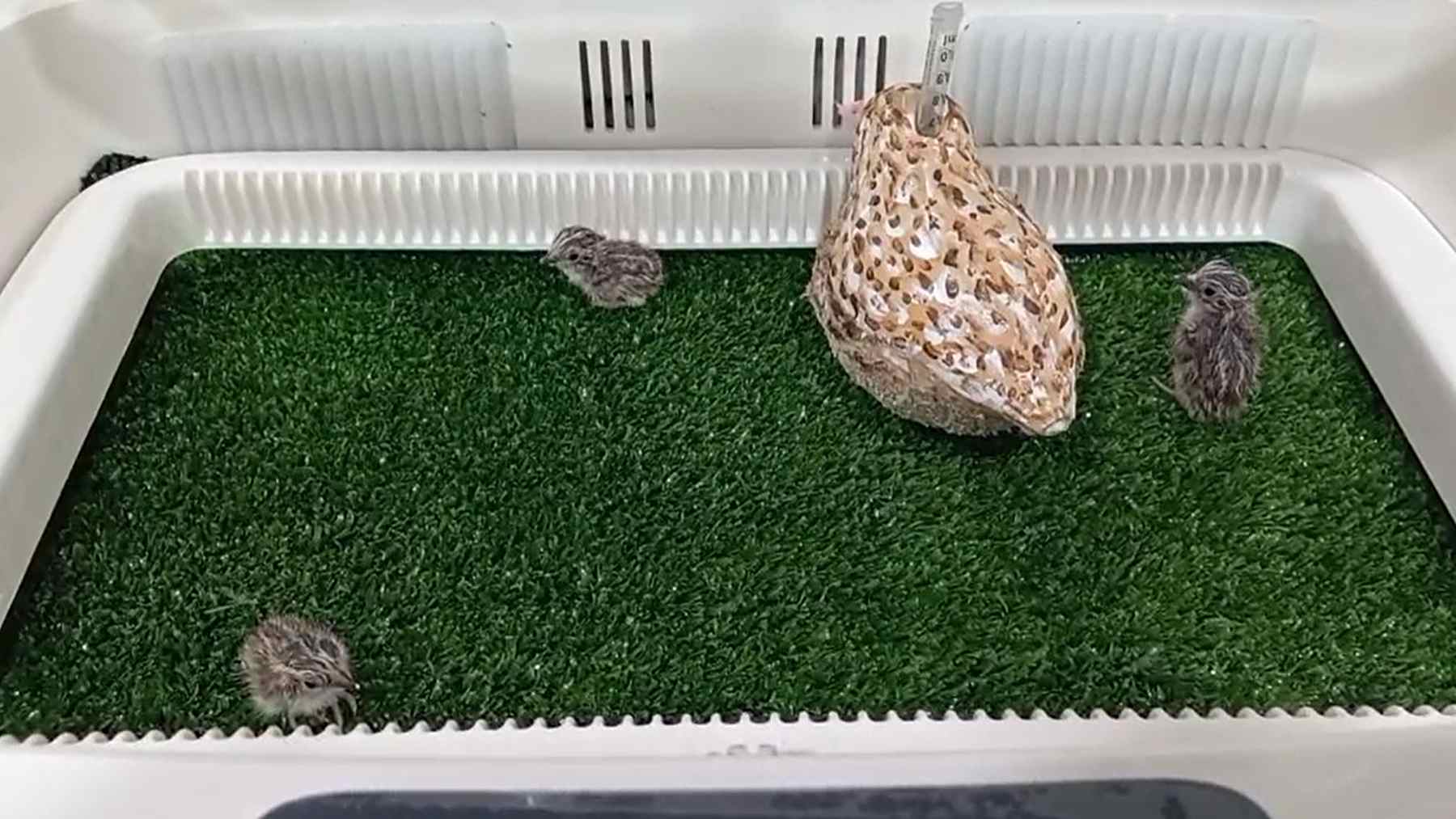 Pollos de torillo andaluz recién nacidos en la nacedora del Zoobotánico de Jerez