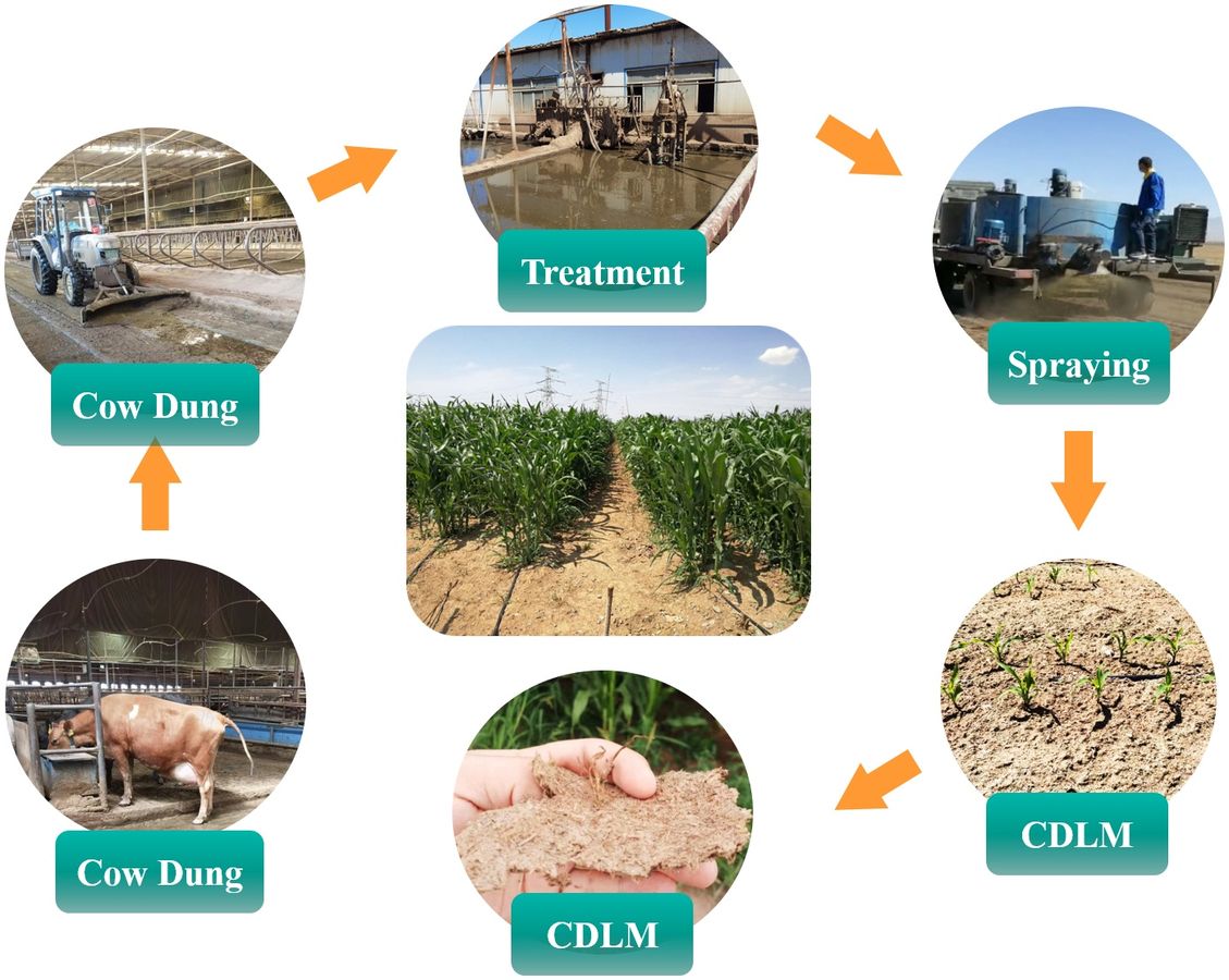 Proceso del acolchado de estiércol de vaca: vacas en el establo, recogida del estiércol, balsa de tratamiento, pulverización en el campo y la costra sobre el maíz