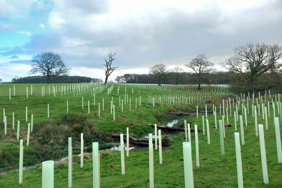 Árboles jóvenes con protectores plantados a ambos lados de un arroyo en Racecourse Farm
