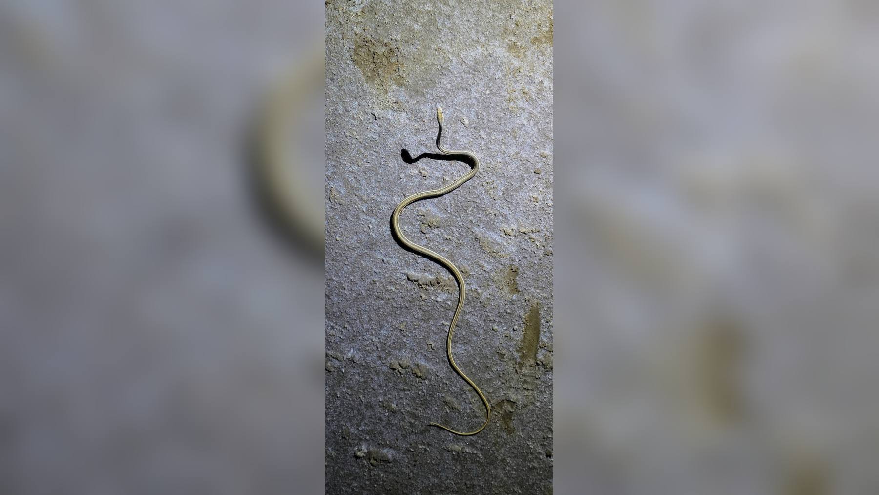 La serpiente de las arenas afroasiática fotografiada de noche en Kutch, Gujarat, con su cuerpo fino y rayado sobre el suelo
