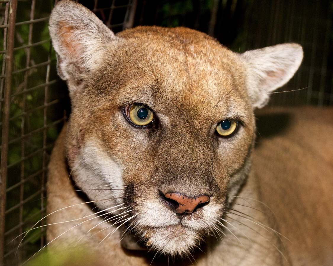 El puma P-22, que vivió en Griffith Park, en Los Ángeles