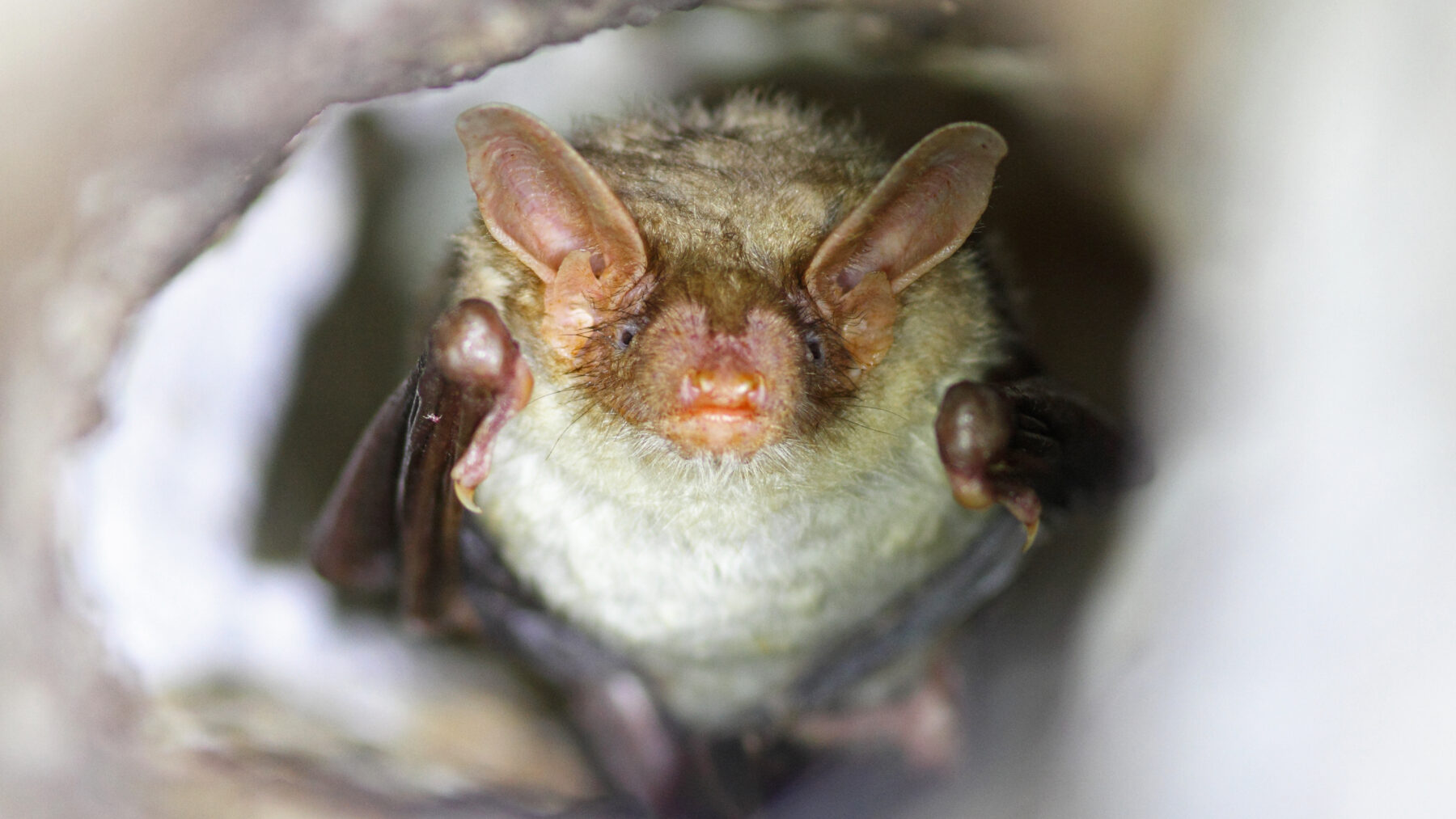 Murciélago ratonero grande posado en un túnel de la Sierra de Andújar, en España