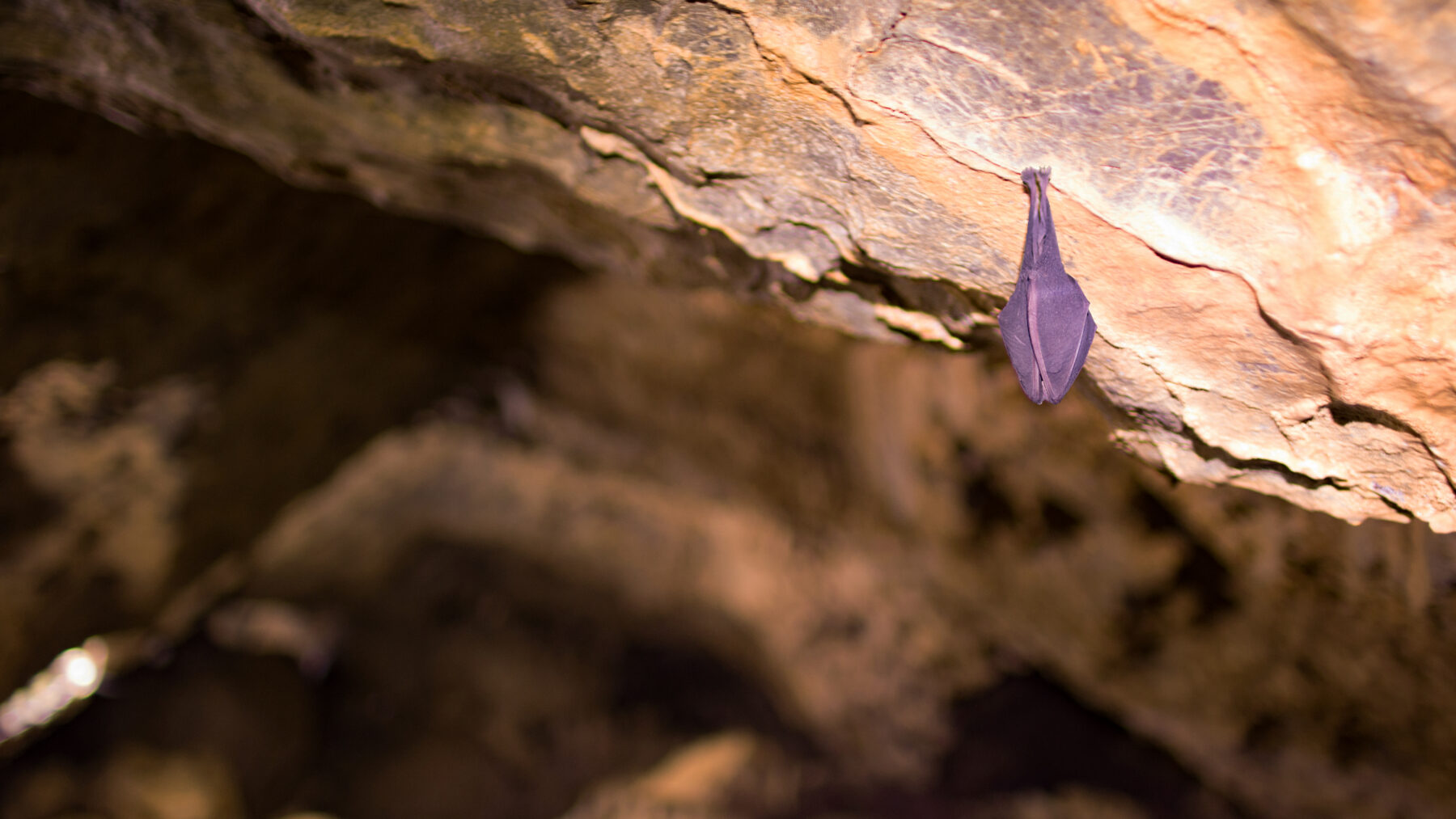 Murciélago de herradura grande colgado en una cueva