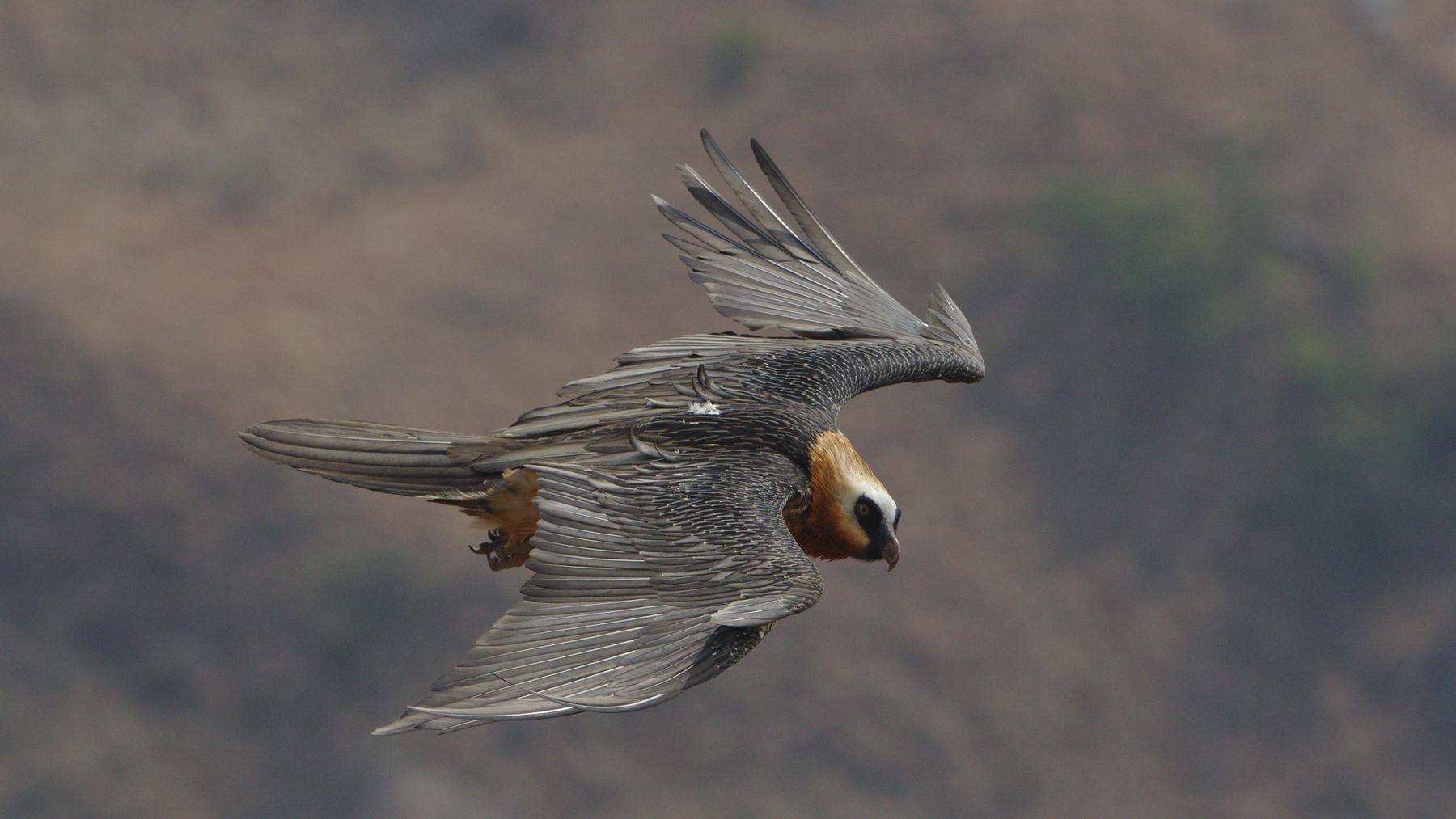 Quebrantahuesos en el sur de África volando sobre las laderas de Giant's Castle, en el Drakensberg (KwaZulu-Natal)