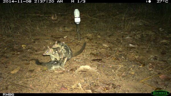 Quoll del norte captado por una cámara trampa en East Alligator, en el norte de Australia