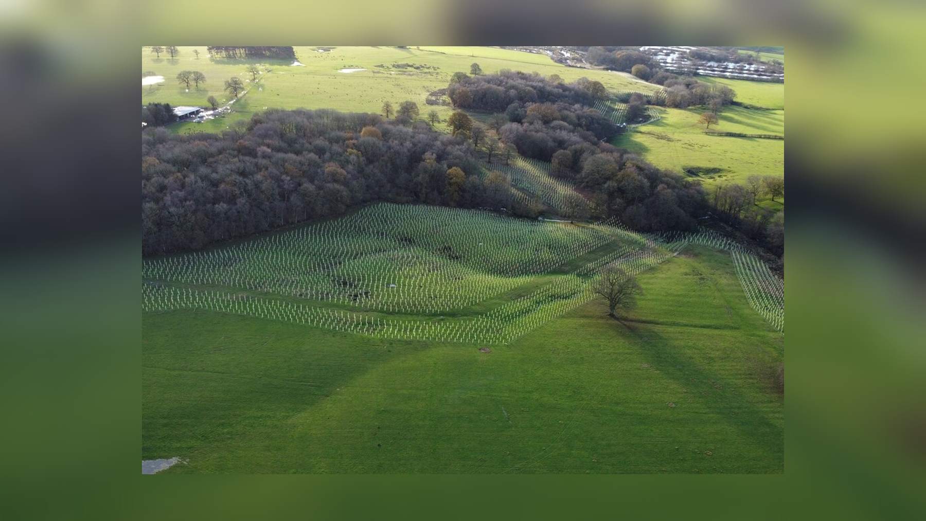 Vista aérea de los árboles autóctonos recién plantados con protectores junto a los bosques de Racecourse Farm, en Staffordshire