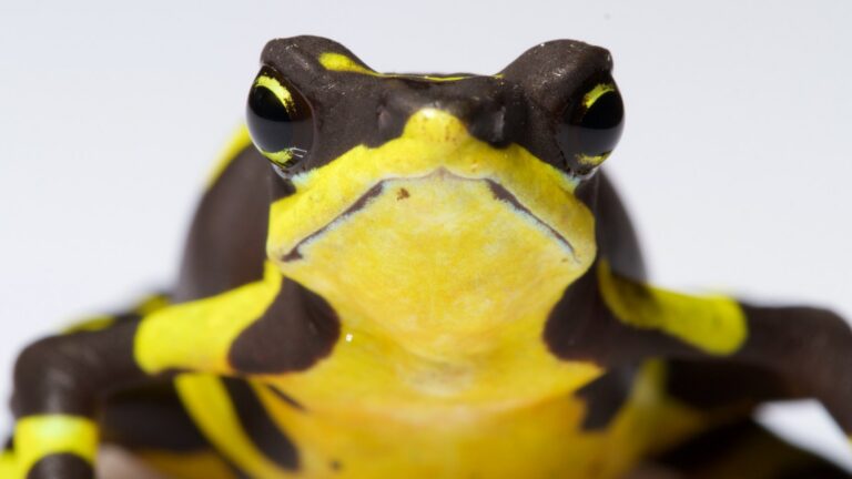 Rana arlequín Atelopus limosus de Panamá sobre una hoja