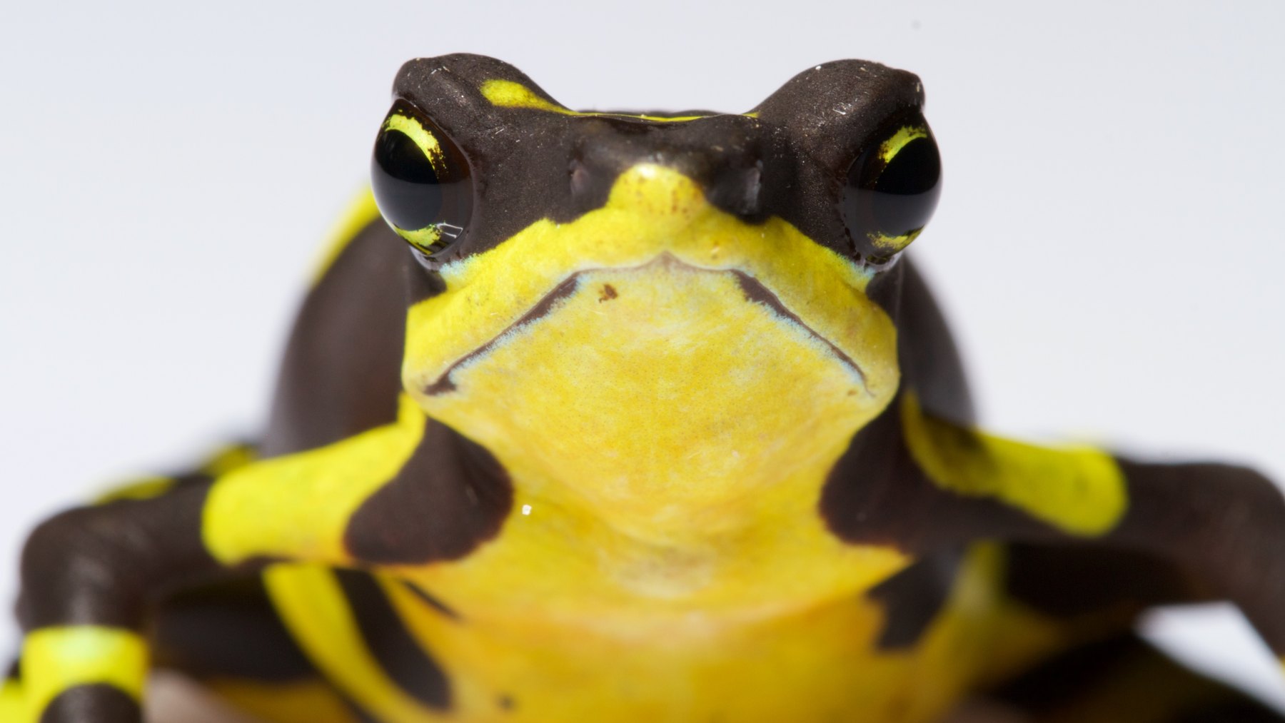 Rana arlequín Atelopus limosus de Panamá sobre una hoja