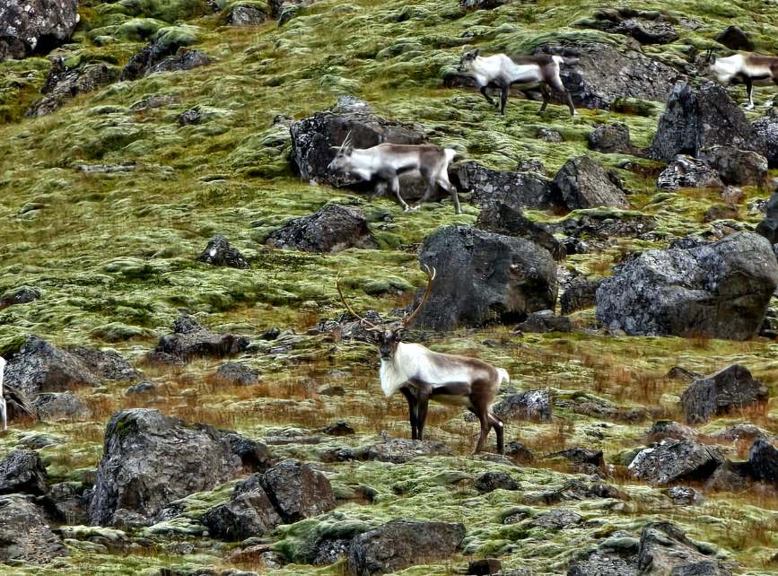 Renos salvajes pastando entre rocas en el norte de Islandia