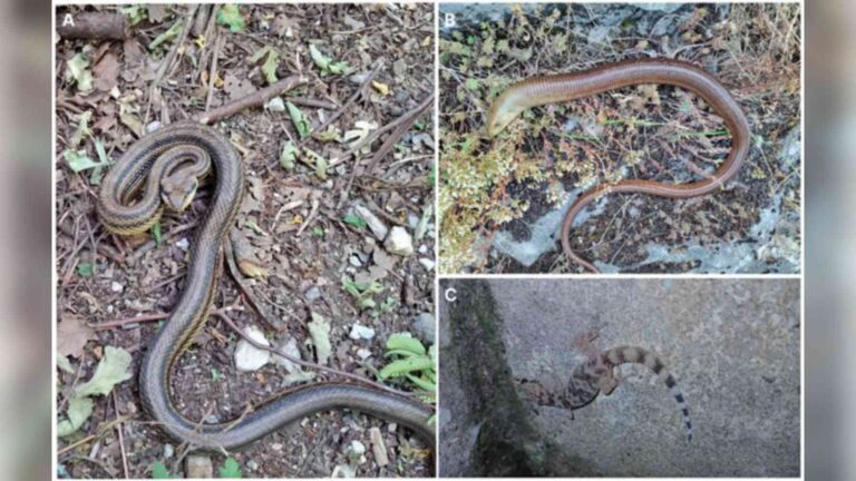 Culebra de cuatro rayas, lagarto de cristal y salamanquesa rosada, las tres especies de reptiles registradas por primera vez en el Parque Natural de Učka