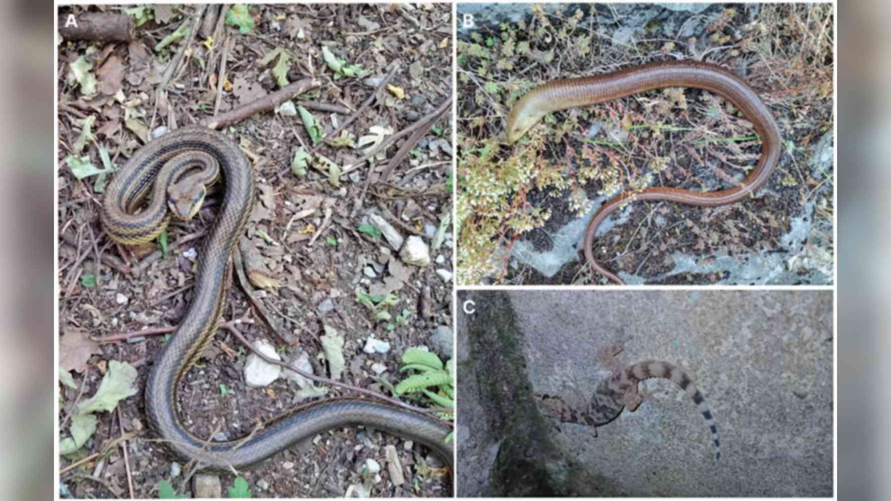 Culebra de cuatro rayas, lagarto de cristal y salamanquesa rosada, las tres especies de reptiles registradas por primera vez en el Parque Natural de Učka