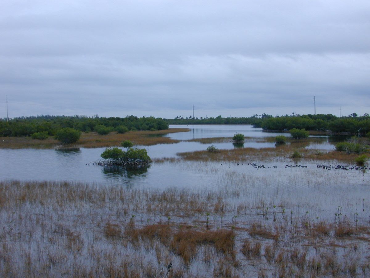 Reserva Nacional de Investigación Estuarina de Rookery Bay, en Florida