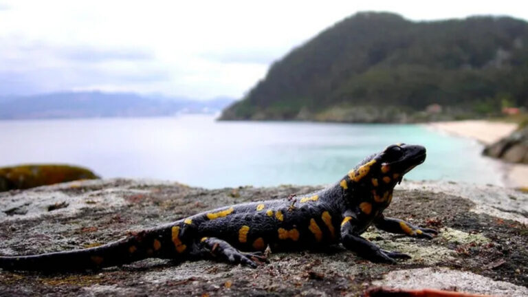 salamandras islas cies y ons una reproduccion adaptada a la vida terrestre