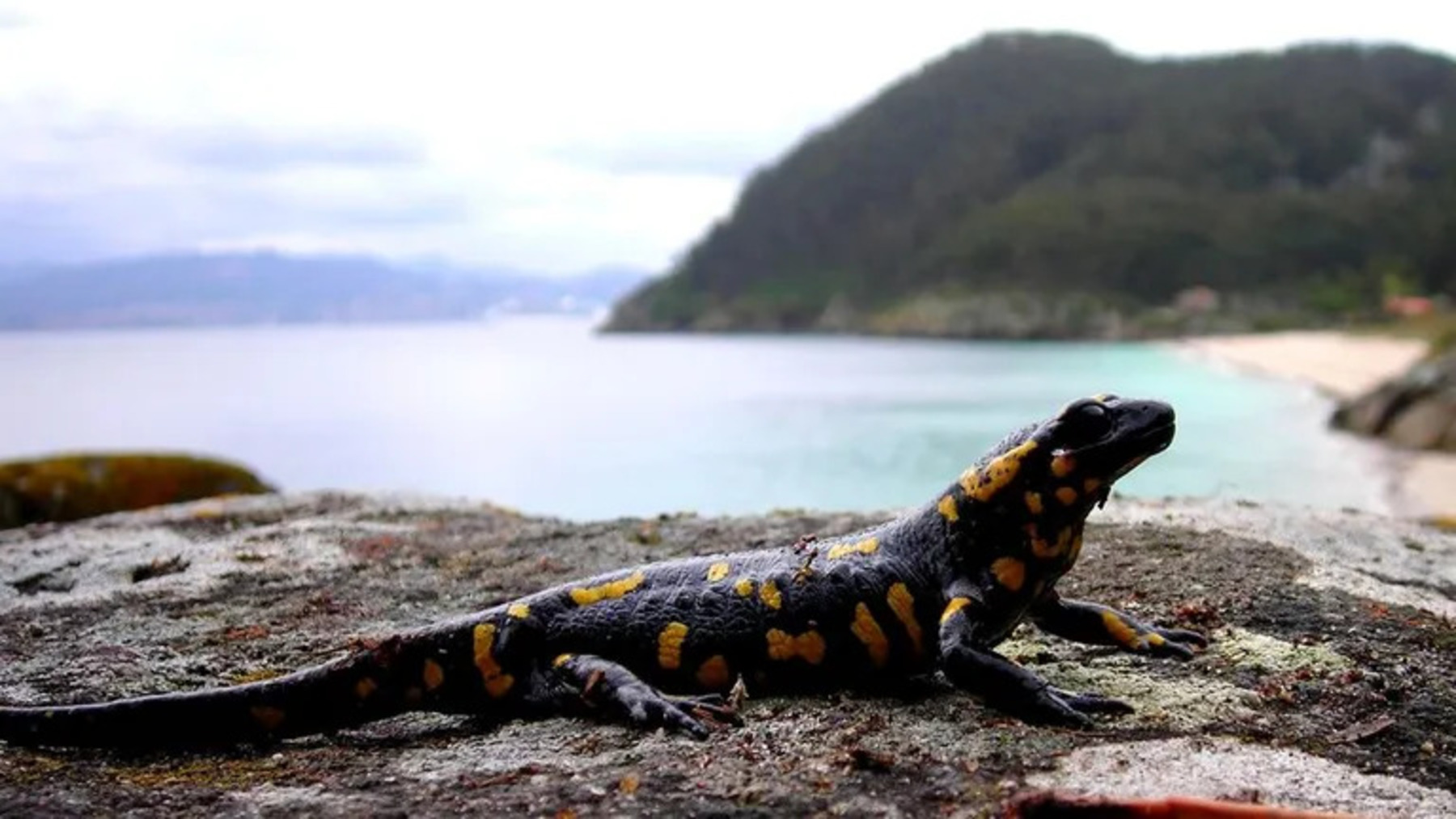 Salamandras de Cíes y Ons, cuyas hembras paren crías terrestres completamente formadas