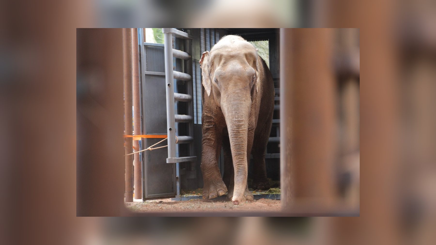 El elefante asiático Sandro sale de su caja de transporte al llegar al santuario de Mato Grosso