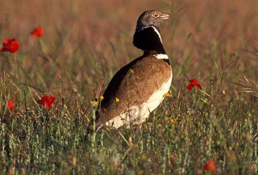 Sisón común macho entre hierbas y amapolas en un campo abierto